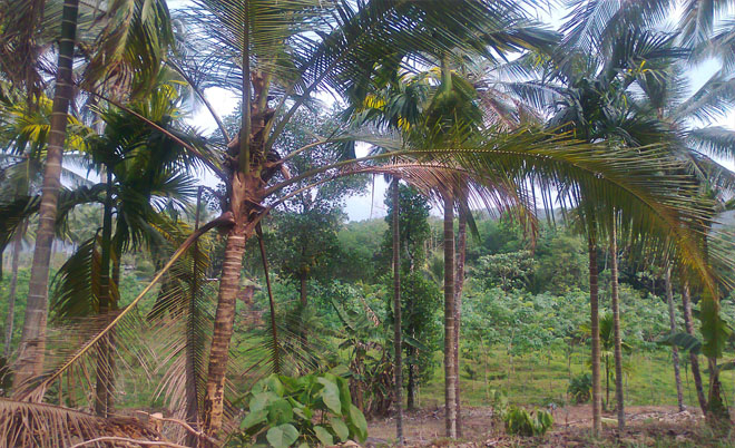 Agricultural Land Rubber Estate for sale at kodenchery 